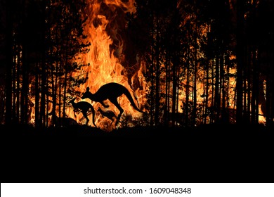 Bushfire IN Australia Forest Many Kangaroos And Other Animals Running Escaping To Save Their Lives, Evacuation destroyed silhouette. - Shutterstock ID 1609048348