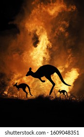 Bushfire IN Australia Forest Many Kangaroos And Other Animals Running Escaping To Save Their Lives, Evacuation Destroyed Silhouette.