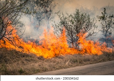 Bushfire Burning At Kruger Park In South Africa - Disaster In Bush Forest With Fire Spreading In Dry Woods