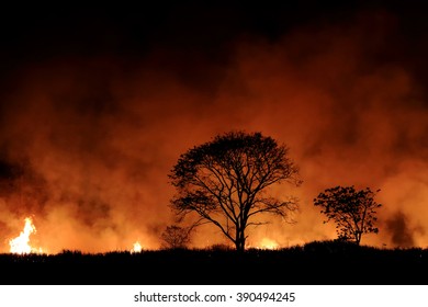 Bushfire Burning Orange And Red Smoke Filled The Sky At Night.