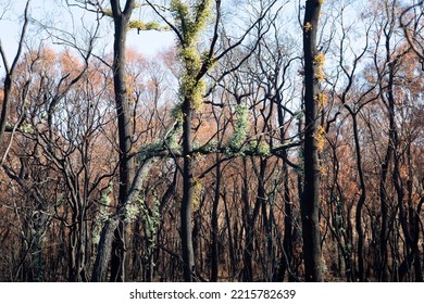 Bushfire Landscape Regenerating In The Dandenong Ranges.