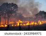 Bushfire, many regions in Australia face the risk of bushfires, agricultural properties are often affected and there are many efforts to control the situation, back burning being one.
