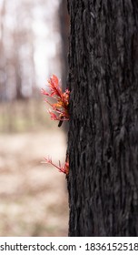 Bushfire Recovery And Tree Regrowth From Australian Bush Fires