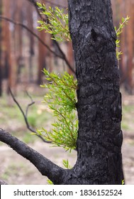 Bushfire Recovery And Tree Regrowth From Australian Bush Fires