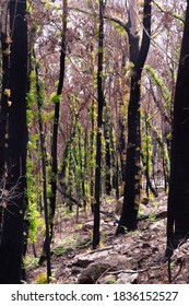 Bushfire Recovery And Tree Regrowth From Australian Bush Fires