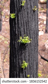 Bushfire Recovery And Tree Regrowth From Australian Bush Fires