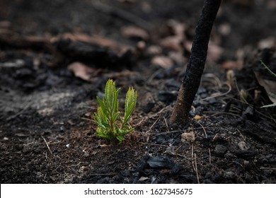 Bushfire Regrowth From Burnt Bush In Australia