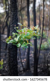 Bushfire Regrowth From Burnt Bush In Australia