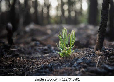 Bushfire Regrowth From Burnt Bush In Australia