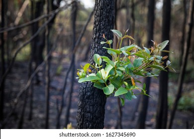 Bushfire regrowth from burnt bush in Australia - Shutterstock ID 1627345690