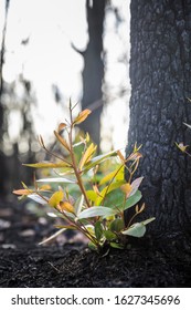 Bushfire Regrowth From Burnt Bush In Australia