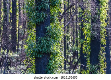 Bushfire Regrowth In The Forests Of The South Coast Of NSW, Australia.