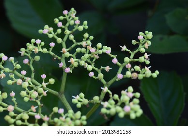 Bushkiller Flowers. Vitaceae Vine Weed.
