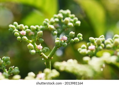 Bushkiller Flowers. Vitaceae Vine Weed.
