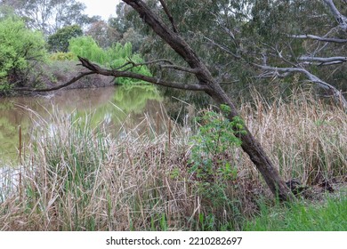 Bushland On Banks Of Werribee River