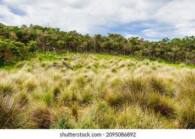 Bushland in the Rhyll Inlet State Wildlife Reserve - Phillip Island, Victoria, Australia