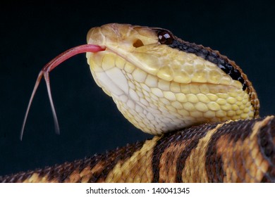 Bushmaster / Lachesis Muta