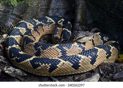 Bushmaster (Lachesis Muta)