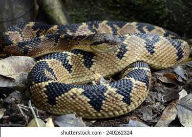 Bushmaster (Lachesis Muta)