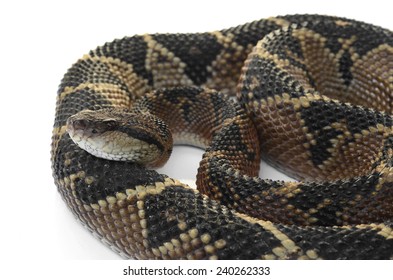 Bushmaster (Lachesis Muta)