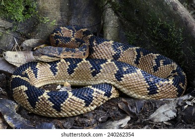 Bushmaster (Lachesis Muta)