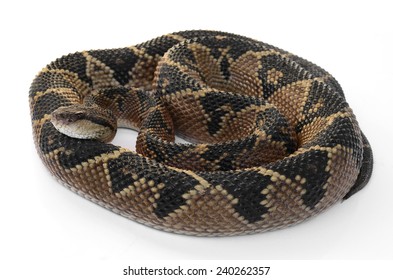 Bushmaster (Lachesis Muta)