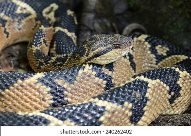 Bushmaster (Lachesis Muta)