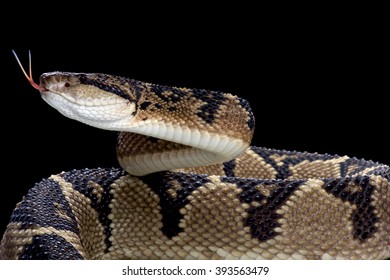 Bushmaster (Lachesis Muta)