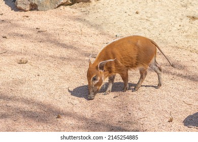 Bushpig, Potamochoerus Larvatus, Member Of The Pig Family That Inhabits Forests, Woodland, Riverine Vegetation And Cultivated Areas In East And Southern Africa In A Farm