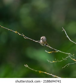 Bushtit is a tiny, long-tailed, fluffy gray ball of a bird. Distinctly drab brownish-gray with a stubby dark bill.