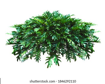 Bush,Tree isolated on white background,This has clipping path. - Shutterstock ID 1846292110