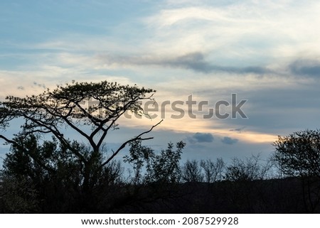 Bushveld landscape with trees being outlined during a beautiful sunset. 
