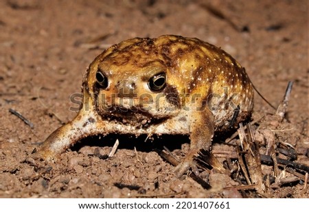 Bushveld rain frog (Breviceps adspersus) KwaZulu-Natal South Africa 