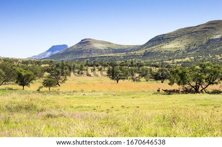 Bushveld scene in South Africa with springbok shading from the hot sun