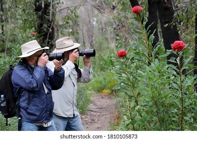 Bushwalkers photographing NSW Waratah's in the Royal National Park Sydney Australia