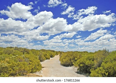 Bushwalking Track Near Sydney In New South Wales, Australia