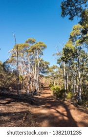 Bushwalking Trail Through The Adelaide Hills, Australia