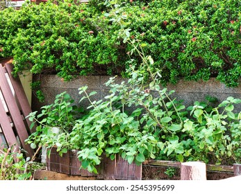 Bushy green foliage with delicate pink flowers spills over a chain-link fence, backed by concrete walls and a building with a metal railing. - Powered by Shutterstock