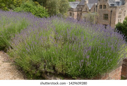 Bushy Lavender Shrubs (Lavandula Angustifolia) In A Formal Garden In Rural Somerset, England, UK