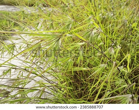 bushy meadow of wild themedia tiandra grass