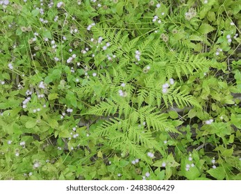 bushy meadows of beautiful wild overgrown vegetation on the field.
 - Powered by Shutterstock