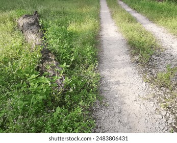 bushy meadows of beautiful wild overgrown vegetation on the field.
 - Powered by Shutterstock