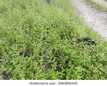 bushy meadows of beautiful wild overgrown vegetation on the field.
 - Powered by Shutterstock