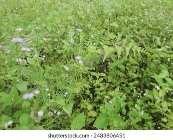 bushy meadows of beautiful wild overgrown vegetation on the field.
 - Powered by Shutterstock