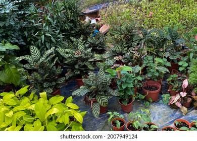 Bushy Tall Calathea Makoyana Plant In Plant Nursery Floor