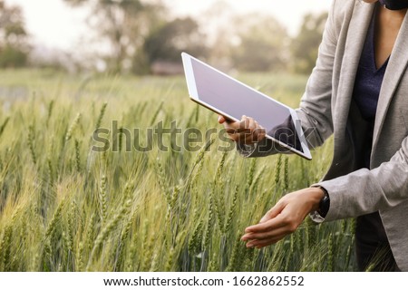 Business analysis using tablet computer analysis data development with visual icon in barley  field nursery farm, smart farming, digital technology, agricultural innovation concept.