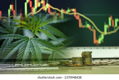 Business cannabis leaves marijuana stock exchange market or trading analysis investment indicator graph charts and gold coin / Commercial cannabis medicine money higher value concept