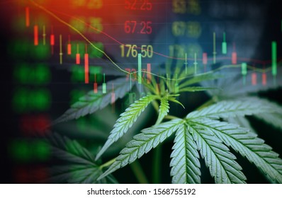 Business cannabis marijuana stock exchange market graph business / cannabis leaves on trading and investment of financial money price stock chart exchange growth and crisis money concept