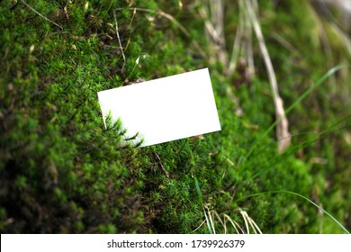 Business Card Mock Up Concept On Forest Green Moss. Blank White Paper Card On Mossy Rock Texture Woodland Nature Hunt Background With Copy Space