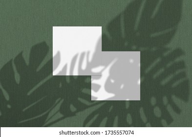 Business Card Mockup. Natural Overlay Lighting Shadows The Monstera Leaves. Square Business Cards. Scene Of Leaf Shadows On Green Background.